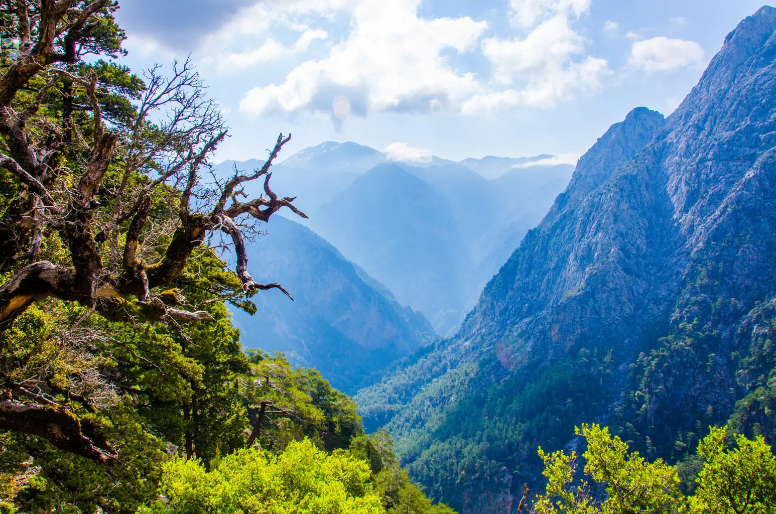 The Samaria gorge in Crete, wild trees above the mountain valley