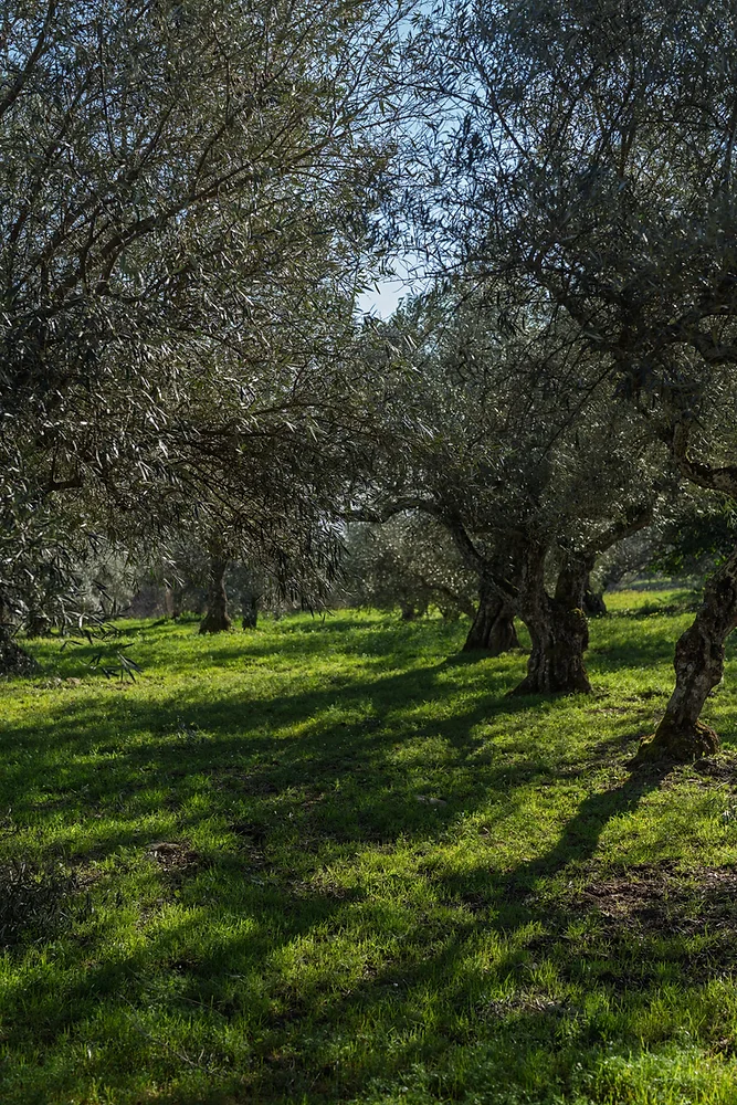 A scenic Greek olive grove on the hills of Crete at golden hour
